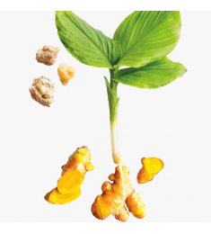 Curcumin