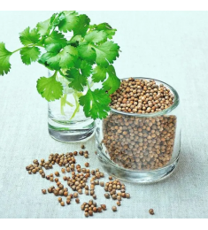 Coriander