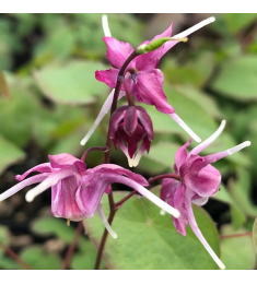 Epimedium brevicornum