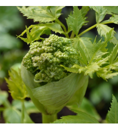 Angelica Sinensis