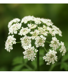 Angelica Sinensis