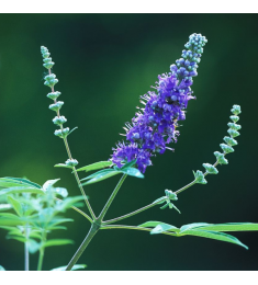 Vitex Agnus Castus