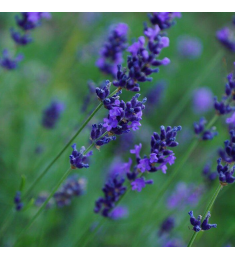 Vitex Agnus Castus