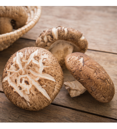 Lentinus Edodes