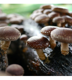 Lentinus Edodes