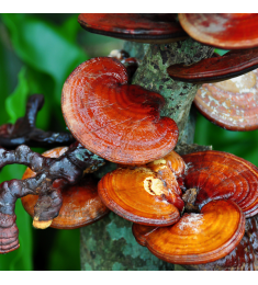 Reishi Ganoderma Lucidum