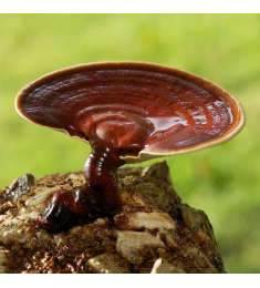 Reishi Ganoderma Lucidum