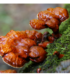 Reishi Ganoderma Lucidum